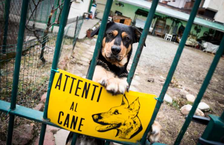 Attenti al cane cartello obbligo legge