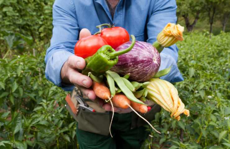 lavoro agricolo occasionale