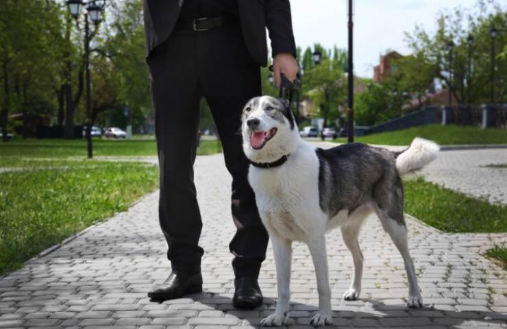 cane attacco casa intruso