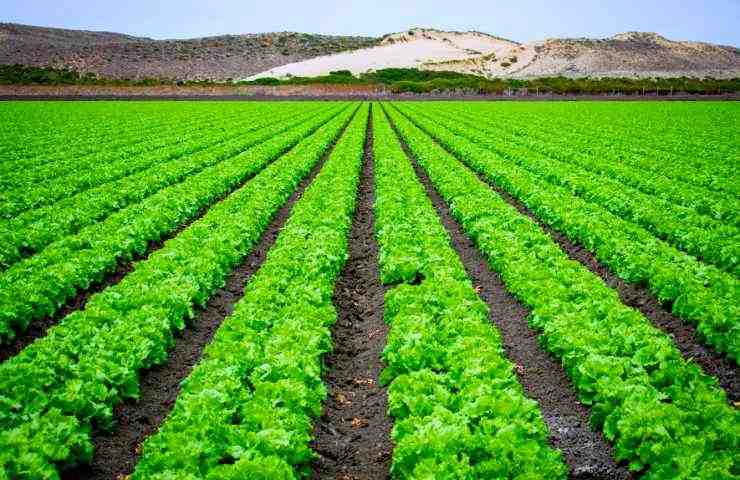 agricoltura lavoro corso