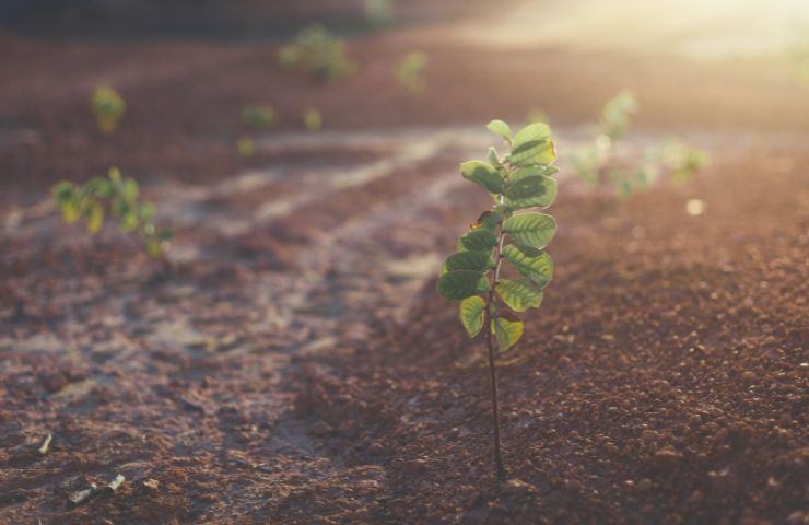 guadagnare con un terreno