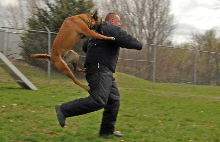 cane attacco casa intruso