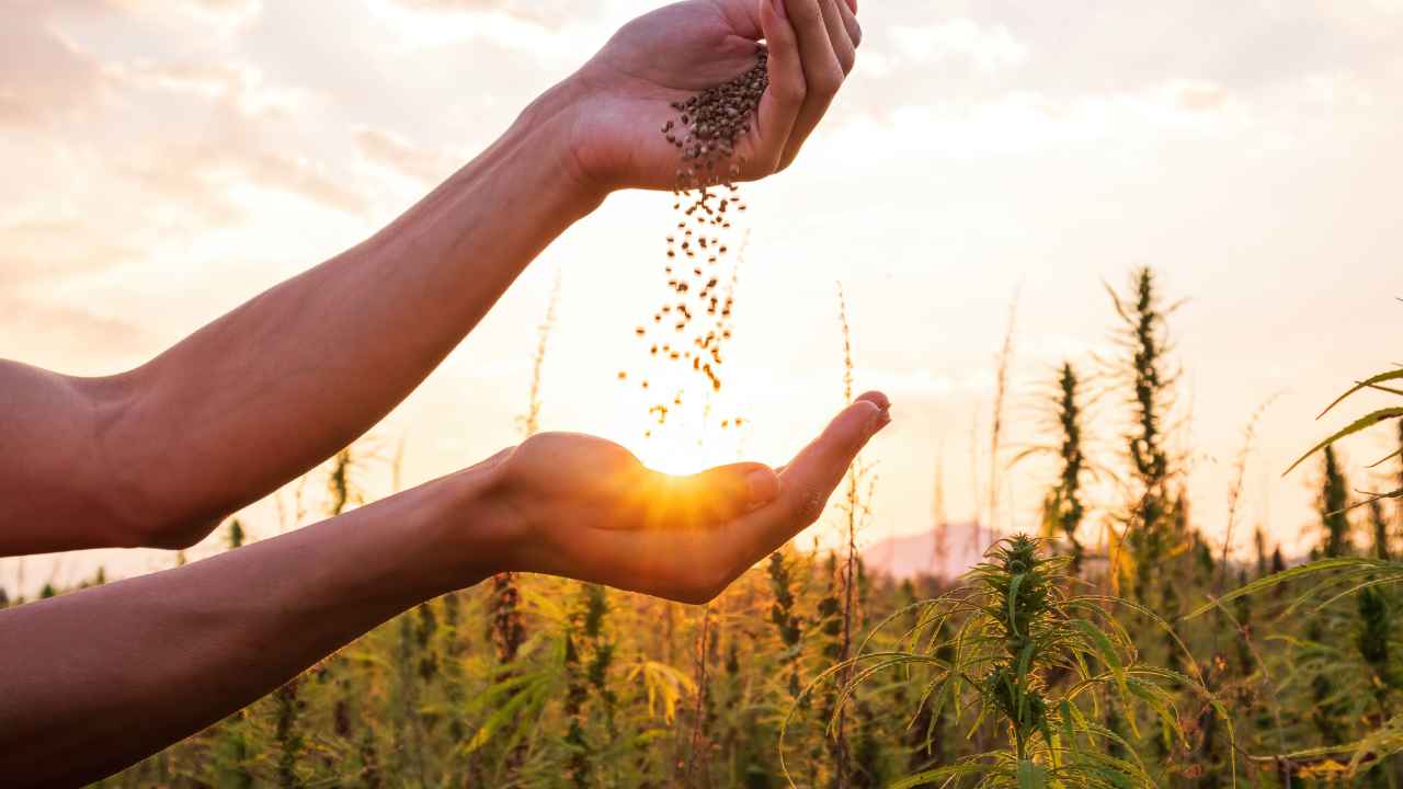 agricoltore lavoro cosa fa