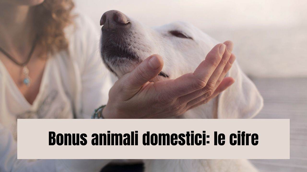 animale domestico bonus