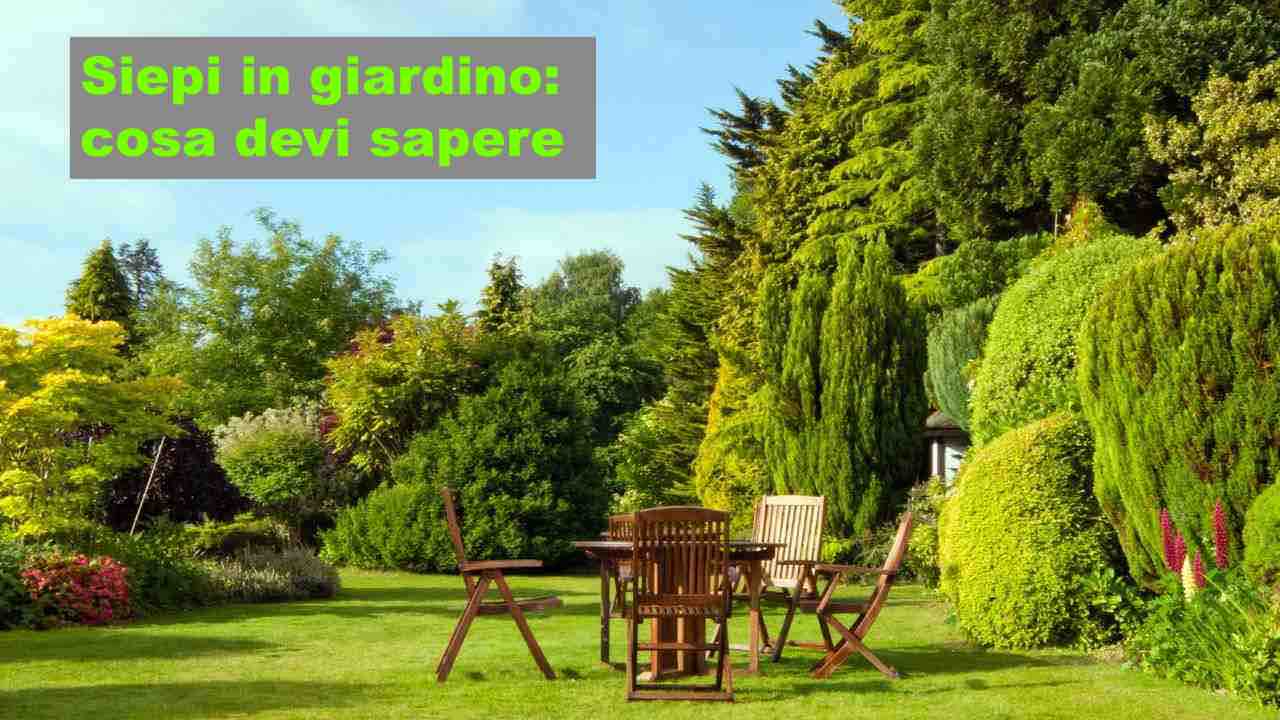 Siepe in giardino: cosa devi sapere