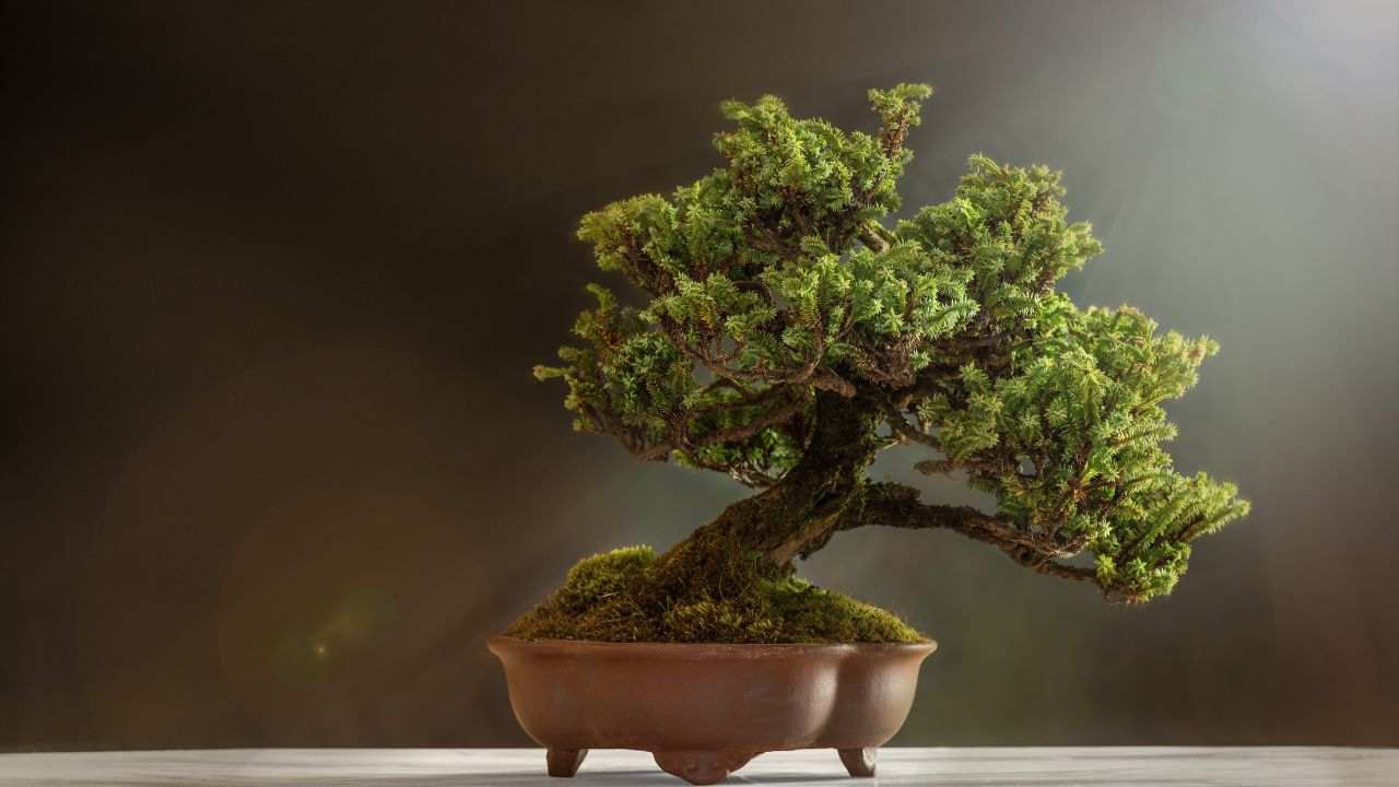 Come far crescere il bonsai