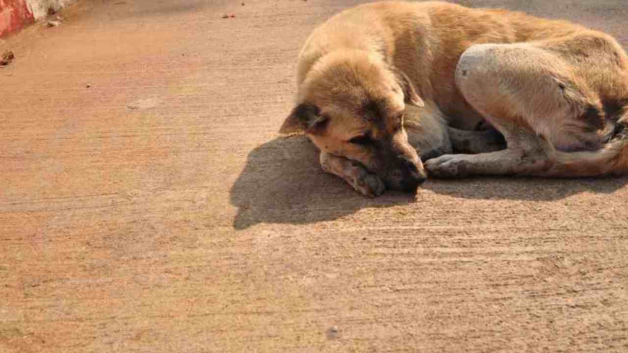 Cane randagio morso cosa fare