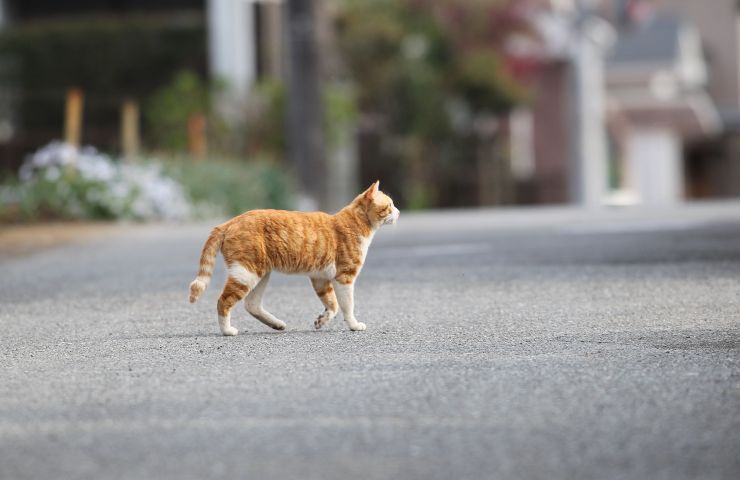 Abbandono degli animali