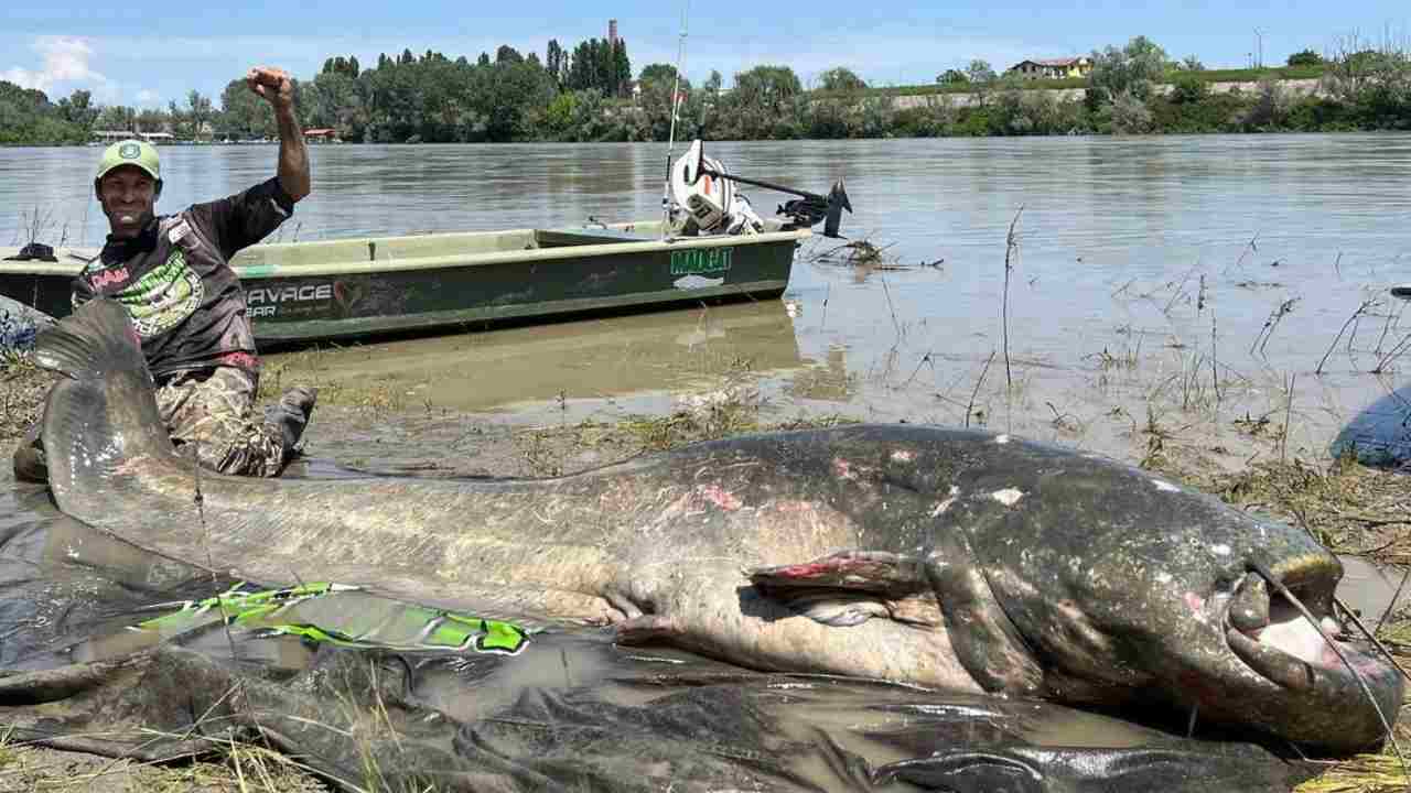 pesce siluro gigante catturato nel fiume po