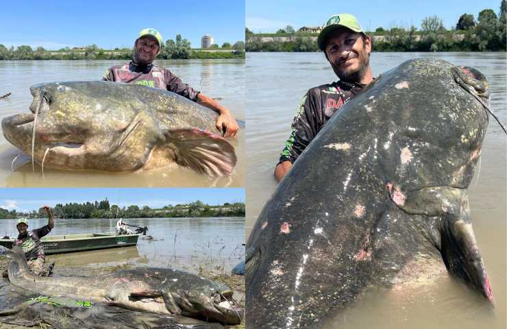 pesce siluro pescato nel fiume po