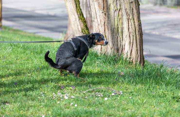 Raccogliere i bisogni del cane