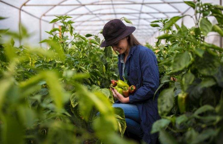 Filiera, come variano i prezzi dei prodotto ortofrutticoli